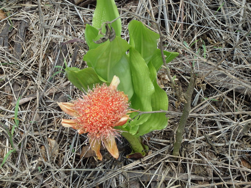 Wild Protea.